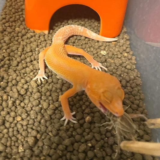 レオパ他23匹の飼い主 H様