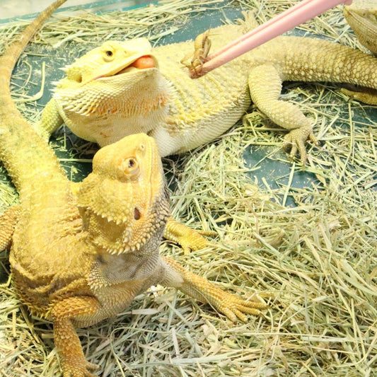 生餌ならではの食いつき!