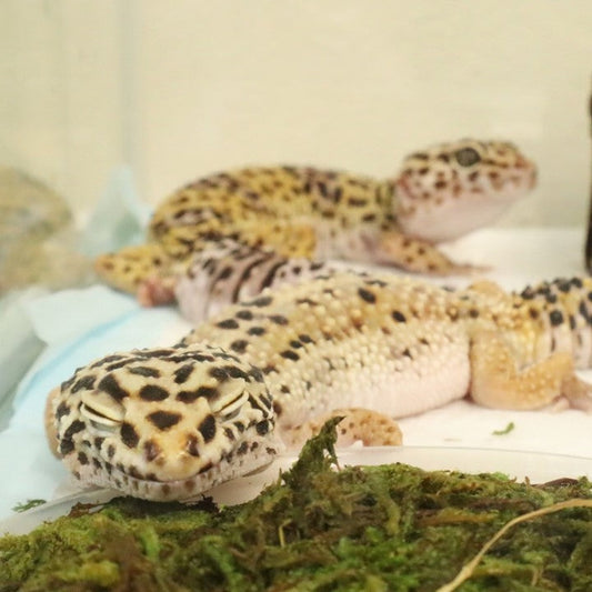 レオパがエサを食べない?春から夏への食欲の変化と対策