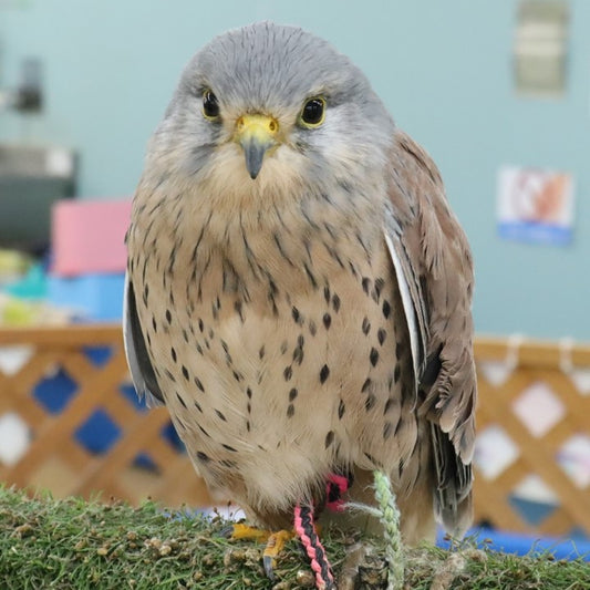 イエコオロギを食べる動物たち