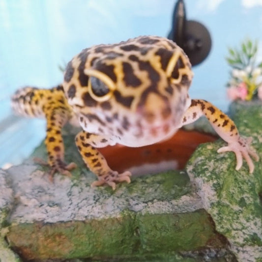 レオパ、ニシアフ、クレスさんと暮らすF様より