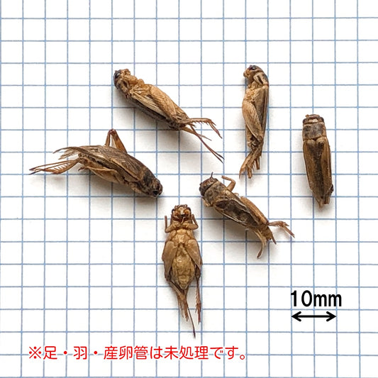 乾燥イエコオロギ