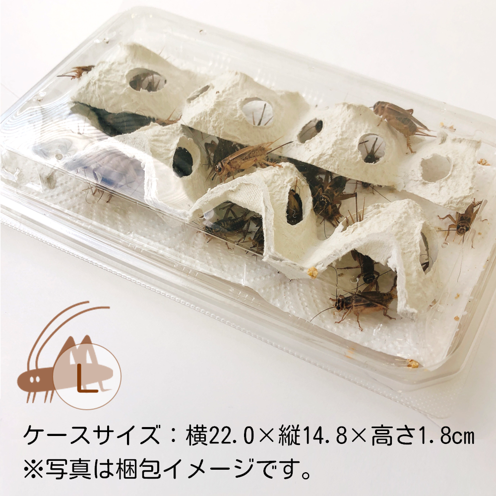 送料込み*活きイエコオロギ 1,000円パック