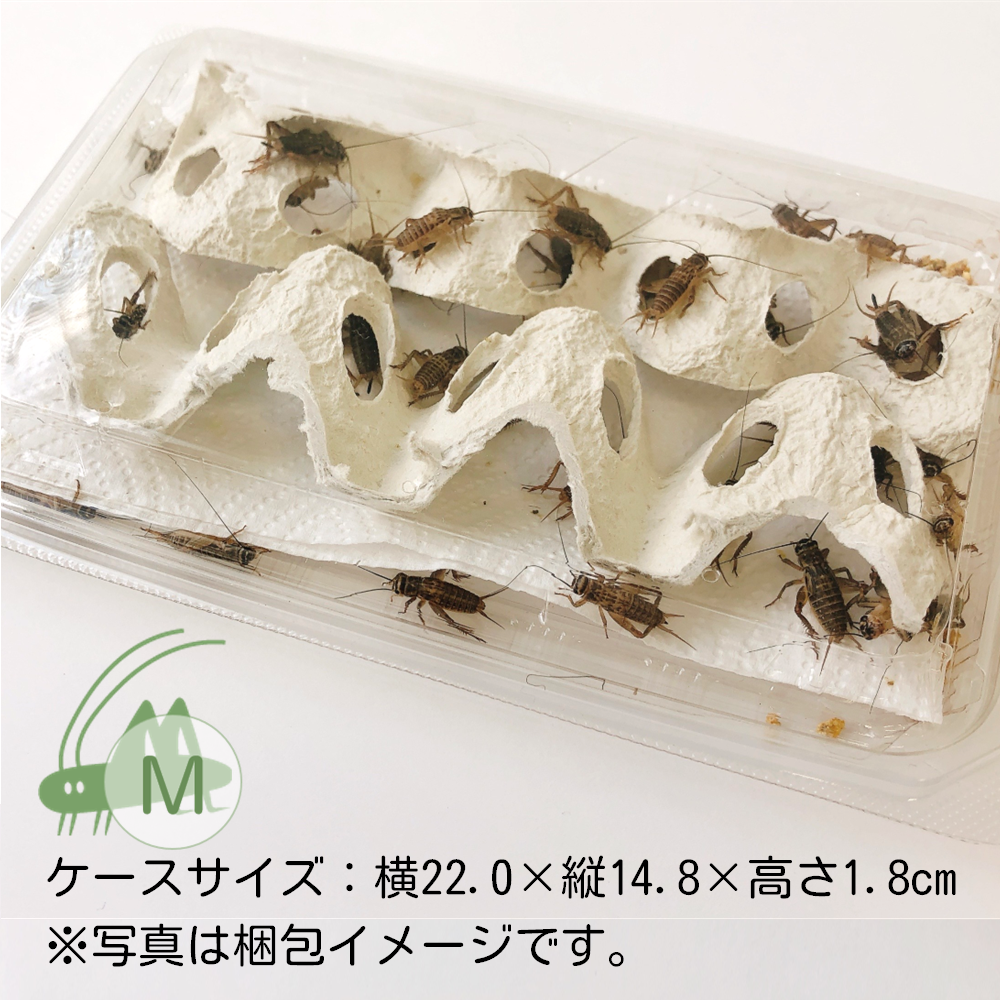 送料込み*活きイエコオロギ 1,000円パック