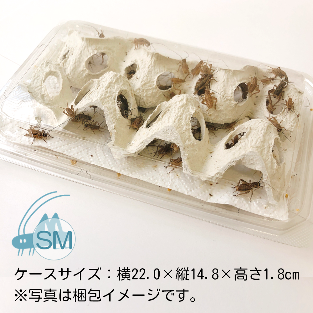 送料込み*活きイエコオロギ 1,000円パック