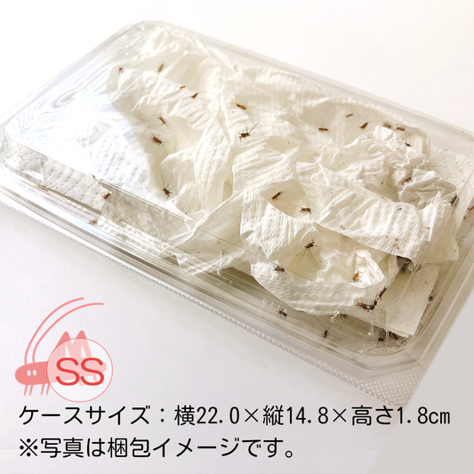 送料込み*活きイエコオロギ 1,000円パック