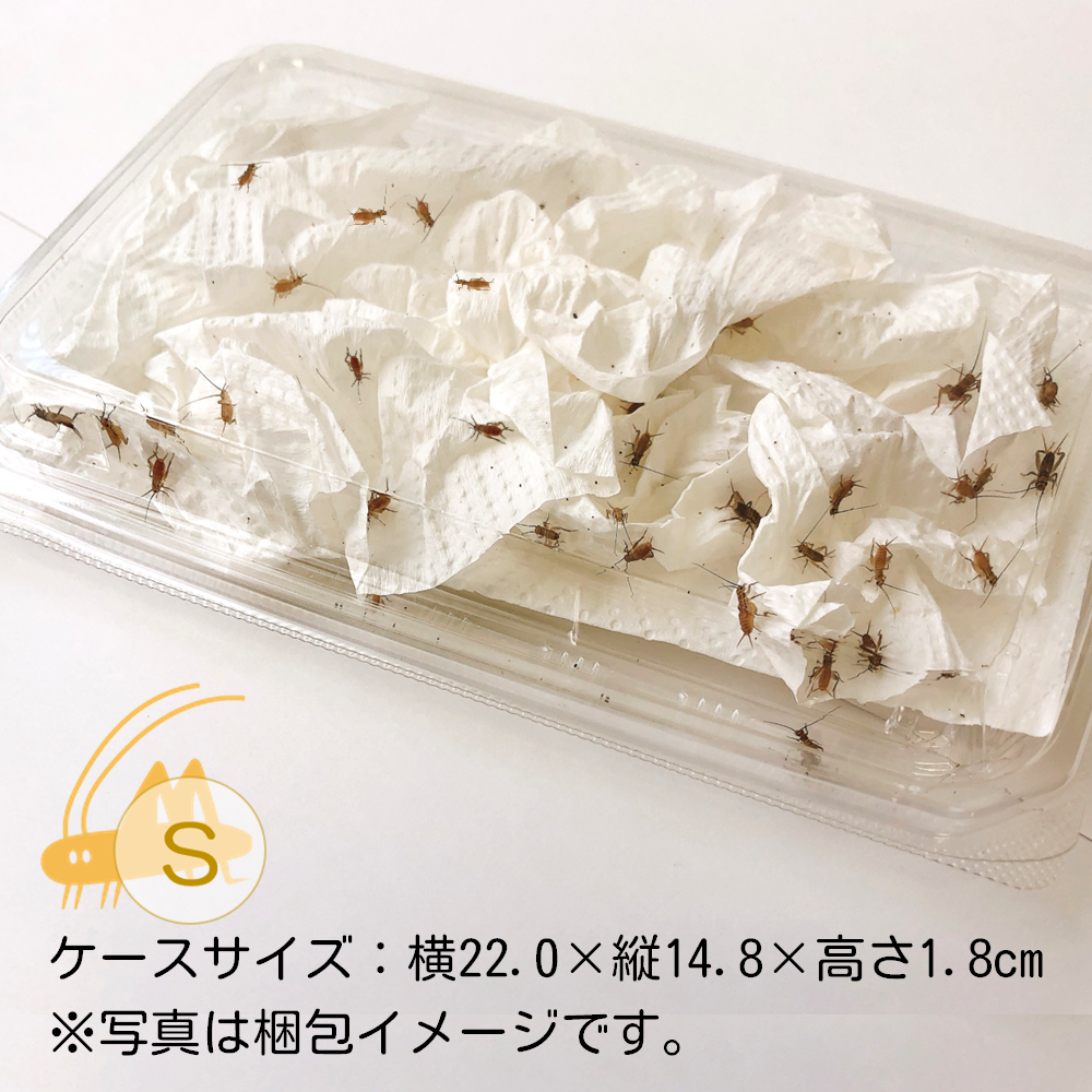送料込み*活きイエコオロギ 1,000円パック