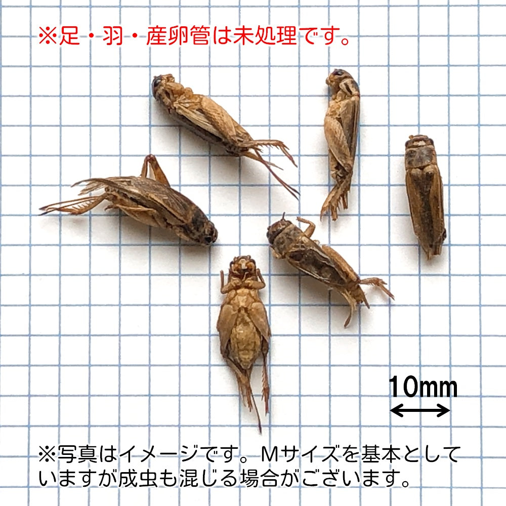 送料込み*乾燥イエコオロギ&パウダーお試し330円セット