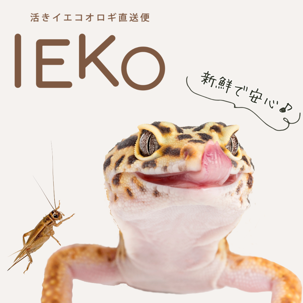 新鮮で安心♪IEKO|活きイエコオロギ直送便