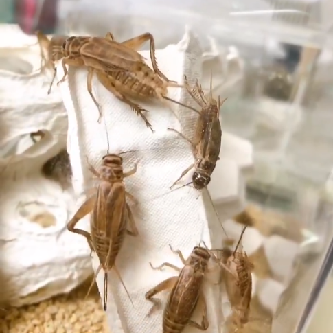 イエコが全滅したら？爬虫類の活き餌切れを乗り切る対応