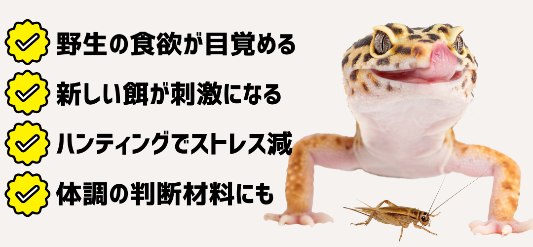 ・野生の食欲が目覚める
・新しい餌が刺激になる
・ハンティングでストレス減
・体調の判断材料にも