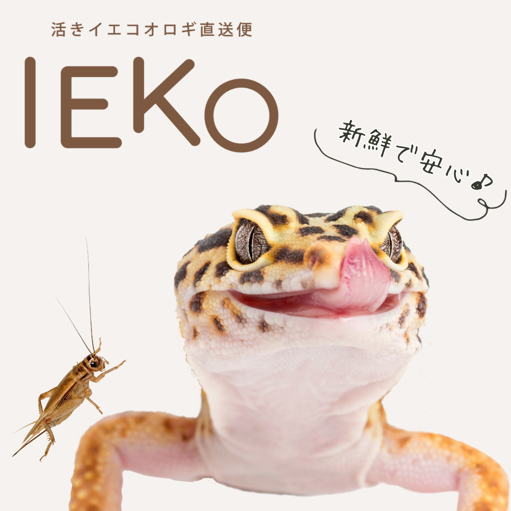 新鮮で安心♪IEKO｜活きイエコオロギ直送便